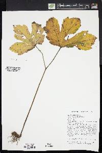 Hydrastis canadensis image