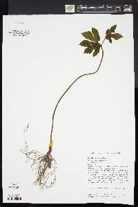 Hydrastis canadensis image