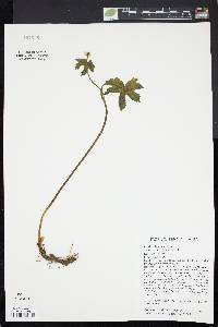 Hydrastis canadensis image