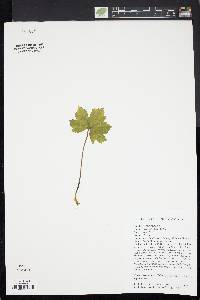 Hydrastis canadensis image