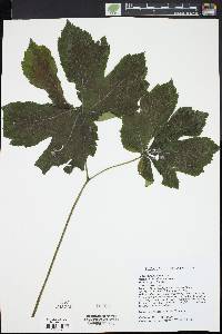 Hydrastis canadensis image