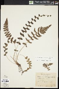 Thelypteris reptans image