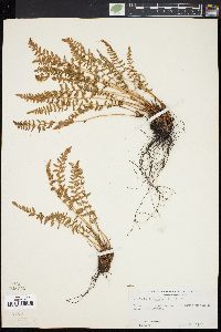 Woodsia ilvensis image