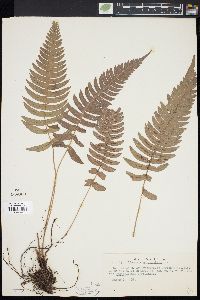 Blechnum occidentale image