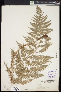 Dryopteris arguta image