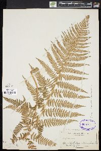 Dryopteris arguta image