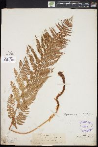 Dryopteris arguta image