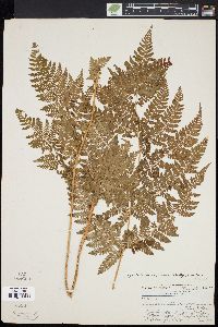 Dryopteris campyloptera image