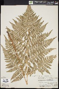 Dryopteris campyloptera image