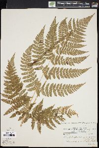 Dryopteris campyloptera image