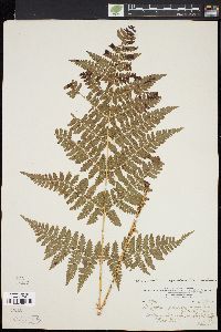 Dryopteris campyloptera image