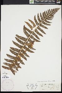 Polystichum braunii image