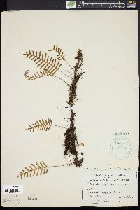 Pleopeltis polypodioides image