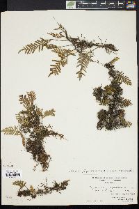 Pleopeltis polypodioides image