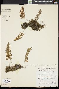 Pleopeltis polypodioides image