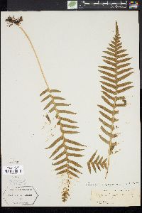 Polypodium glycyrrhiza image