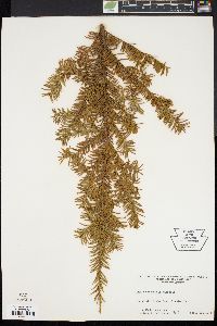 Taxus canadensis image