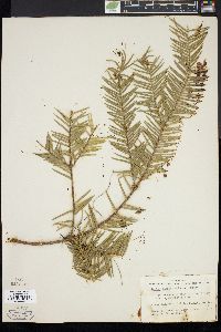 Image of Tumion taxifolium
