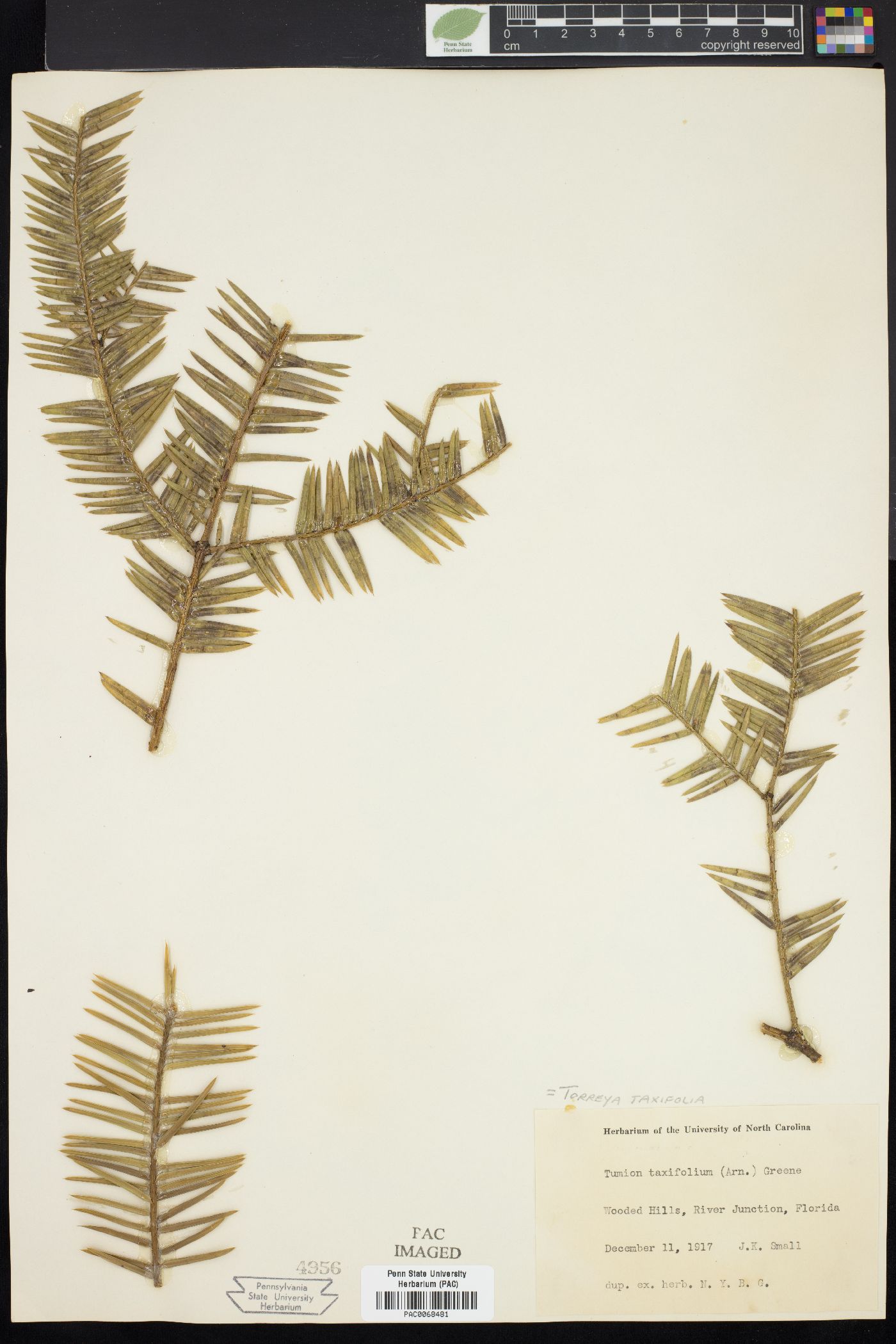 Tumion taxifolium image