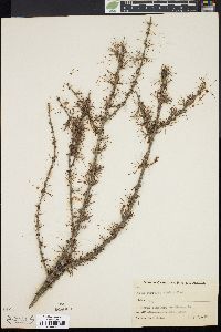 Larix laricina image