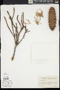 Picea breweriana image