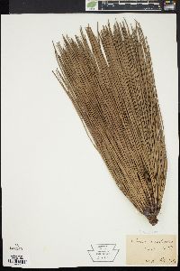 Pinus australis image