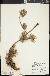 Pinus banksiana image