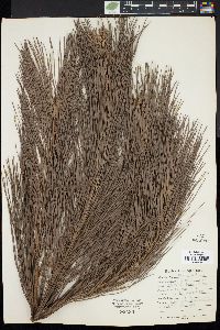 Pinus elliottii image