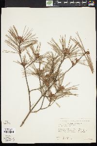 Pinus glabra image