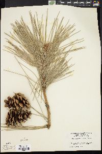 Pinus ponderosa image