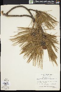 Pinus resinosa image