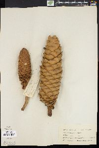 Pinus lambertiana image