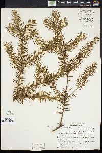 Taxus canadensis image