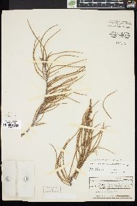 Taxodium ascendens image