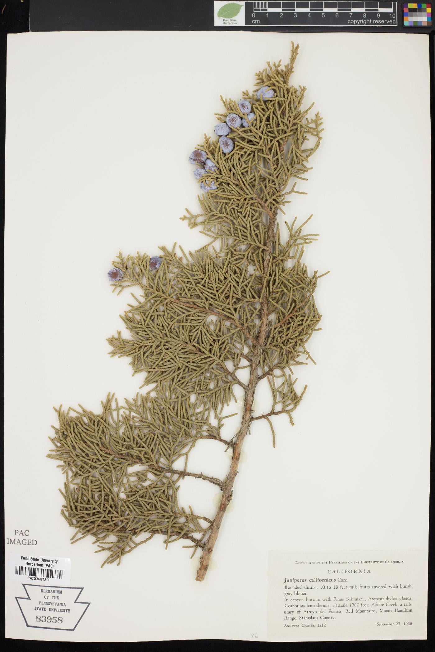 Juniperus californicus image