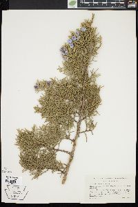 Juniperus californicus image