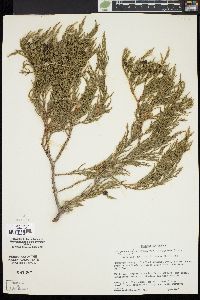 Juniperus deppeana image