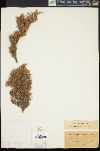 Juniperus deppeana image