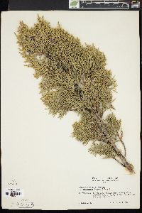 Juniperus deppeana image