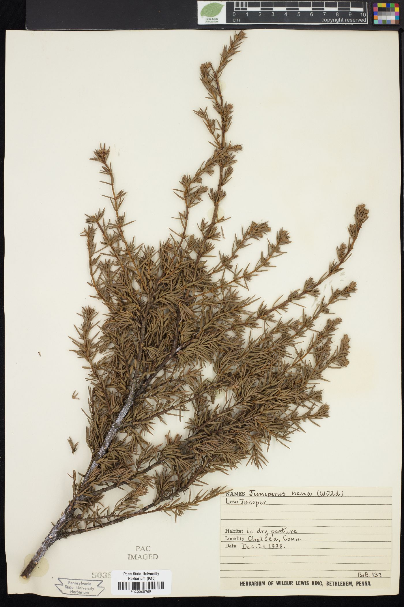 Juniperus nana image