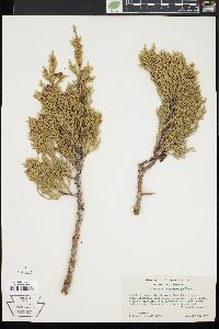 Juniperus occidentalis image