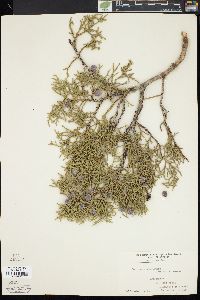 Juniperus osteosperma image