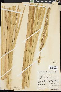 Typha domingensis image