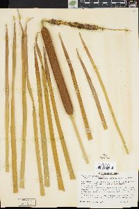 Typha domingensis image