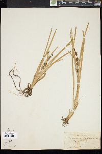 Sparganium angustifolium image