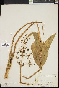 Sagittaria cuneata image