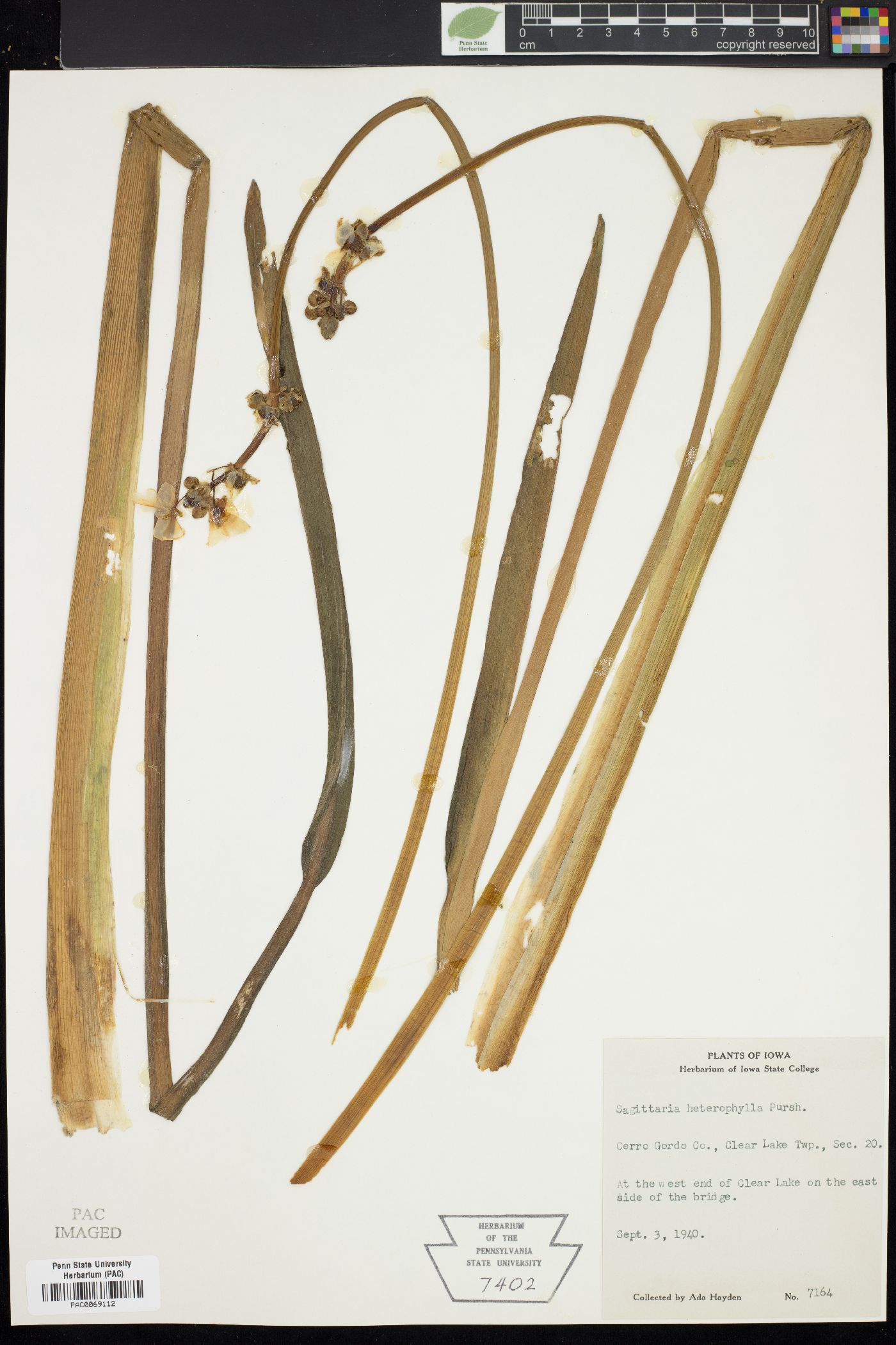 Sagittaria heterophylla image