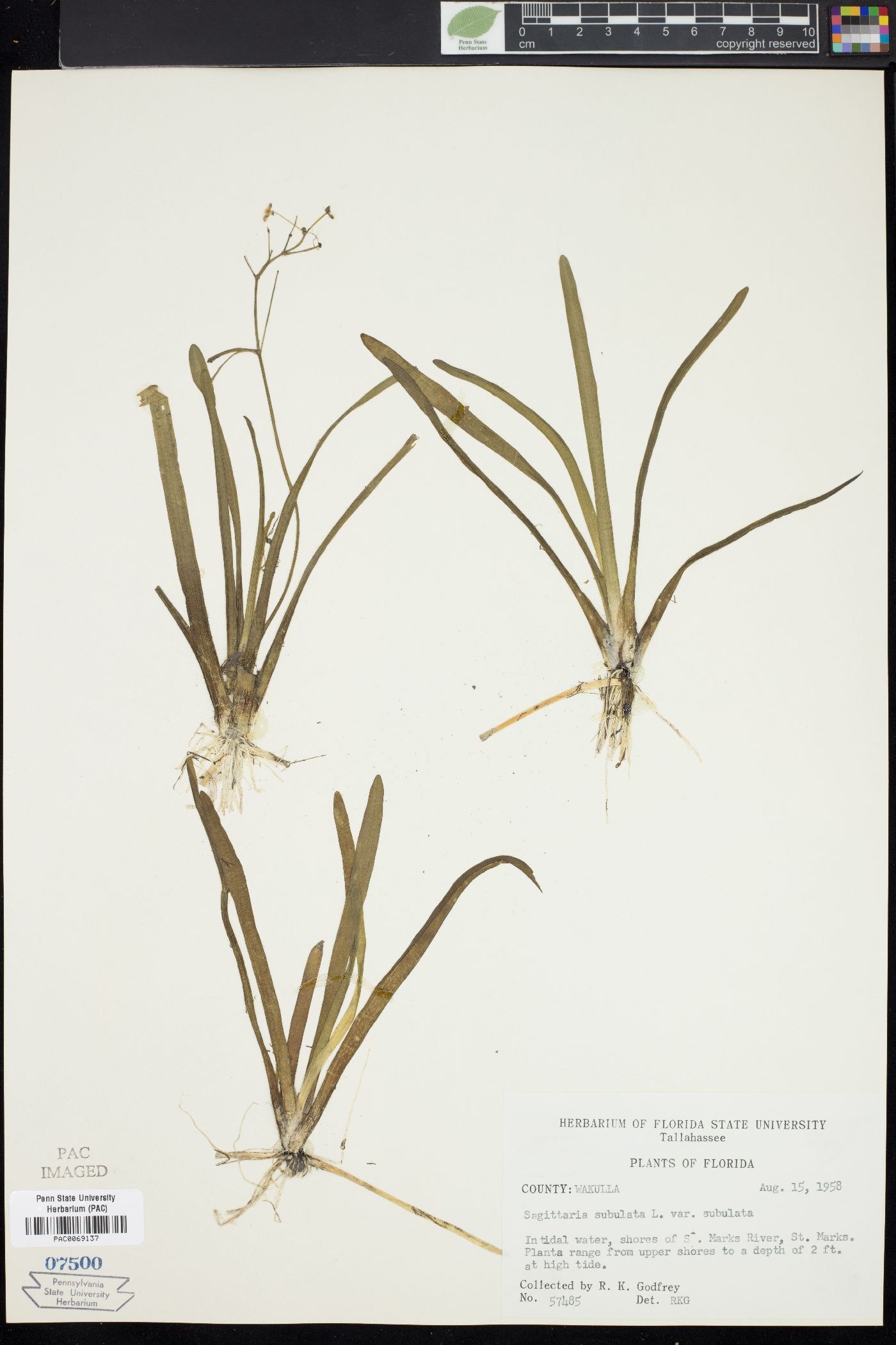 Sagittaria subulata image