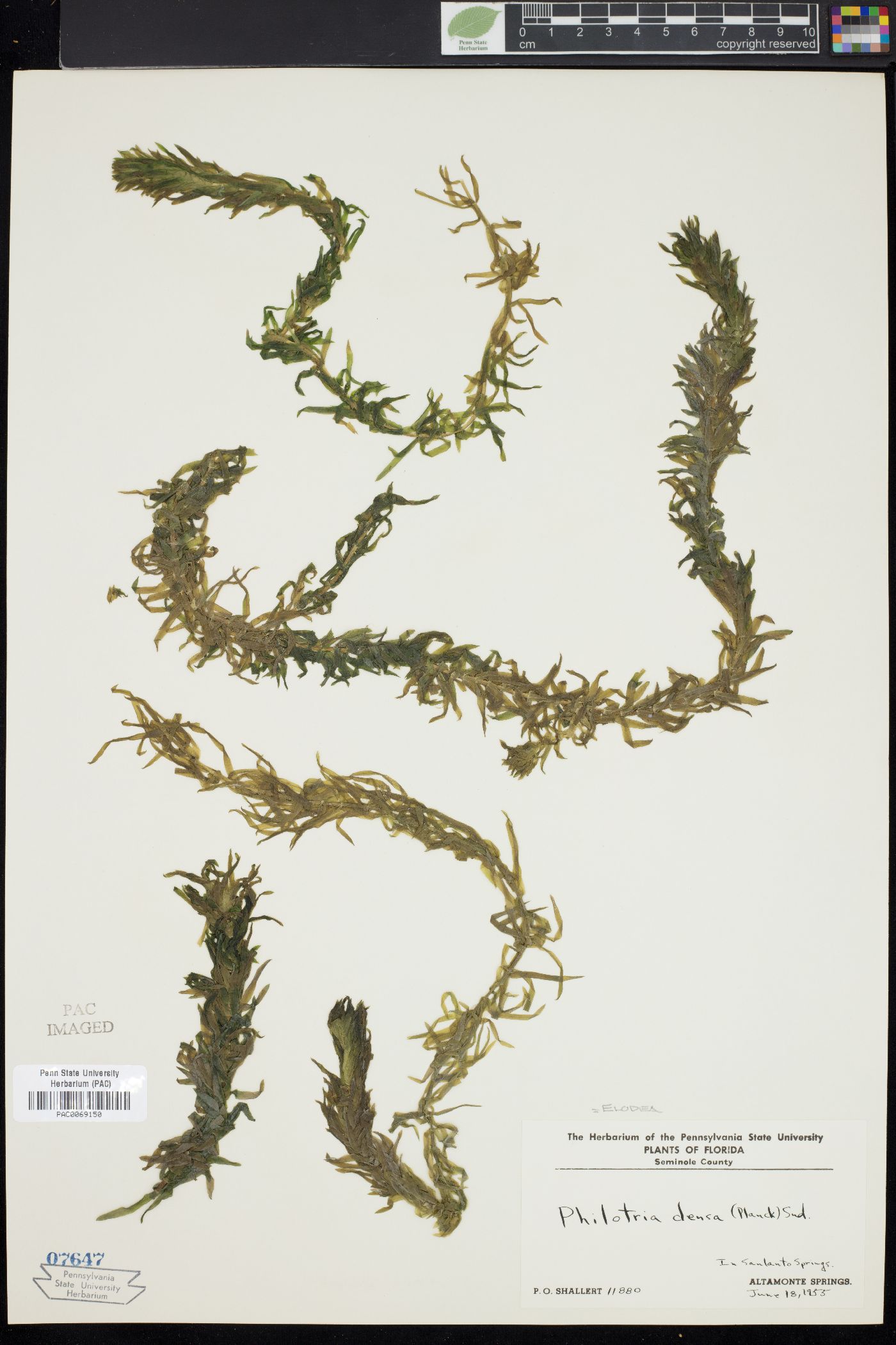 Elodea densa image