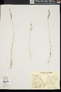 Agrostis borealis image